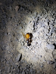 Camponotus semitestaceus