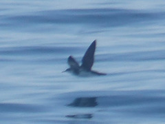 Puffinus lherminieri