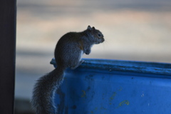 Sciurus carolinensis