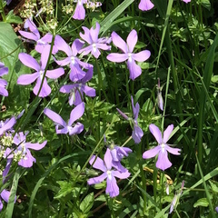 Viola cornuta
