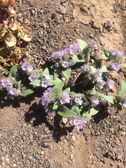 Phacelia austromontana