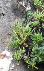 Limbarda crithmoides longifolia