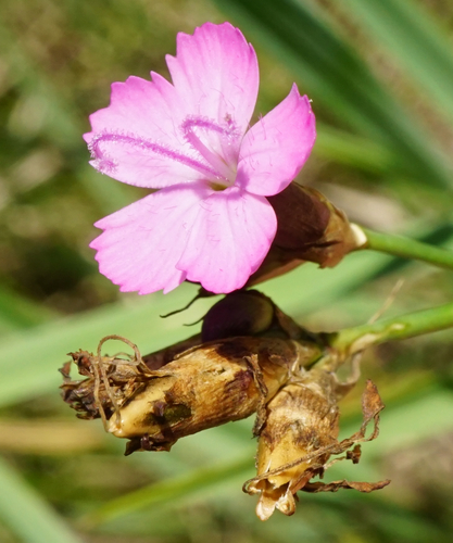 Image of Dianthus giganteiformis by (c) Patrick Hacker, some rights reserved (CC BY)