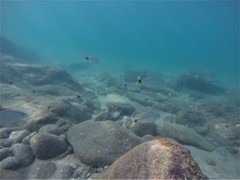 Haemulon steindachneri