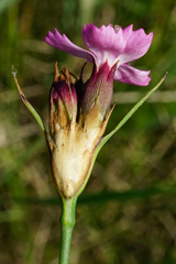 Dianthus pontederae
