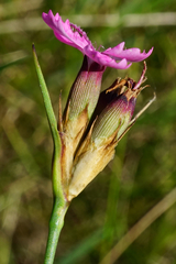 Dianthus pontederae