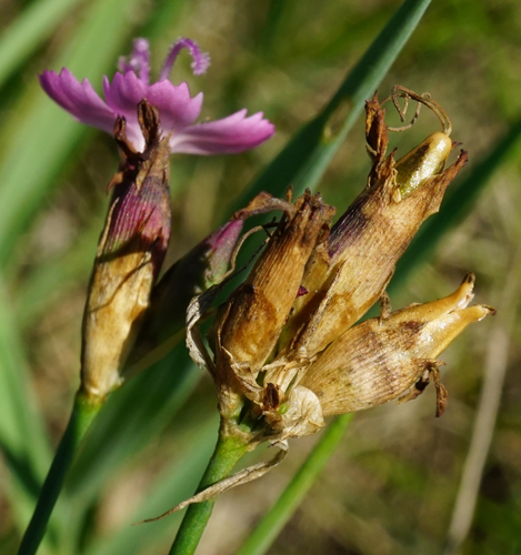 Image of Dianthus giganteiformis by (c) Patrick Hacker, some rights reserved (CC BY)