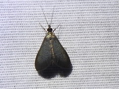 Pyrausta demantrialis