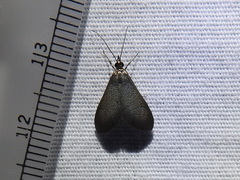 Pyrausta demantrialis