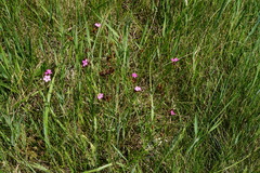 Dianthus pontederae