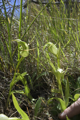 Pterostylis australis