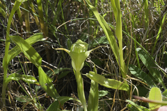 Pterostylis australis
