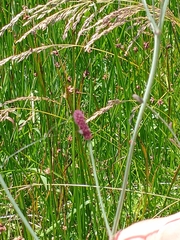 Eryngium ebracteatum