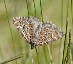 Chrysolarentia symphona