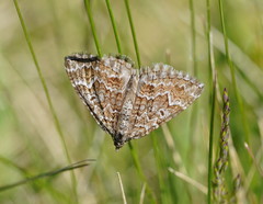 Chrysolarentia symphona