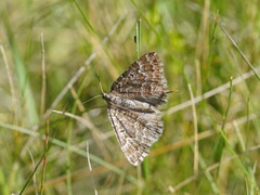 Chrysolarentia symphona