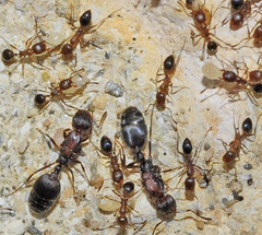 Monomorium subopacum