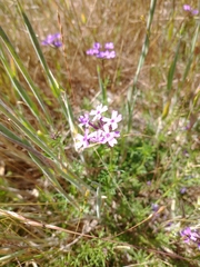 Glandularia tenera