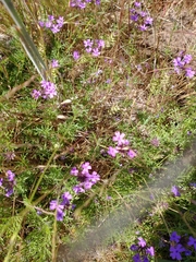 Glandularia tenera