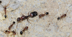 Monomorium subopacum
