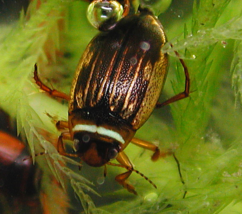Hydroporinae