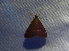 Pyrausta grotei