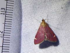 Pyrausta grotei