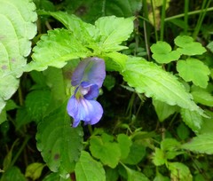 Impatiens puberula