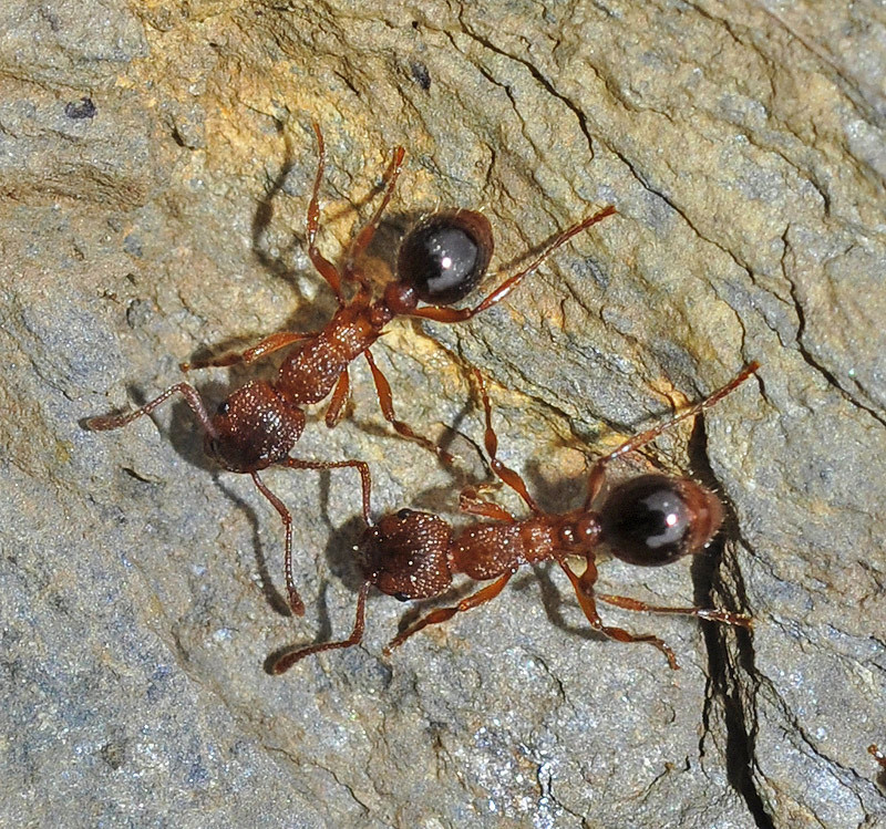 Myrmica aloba