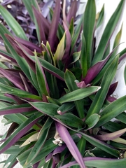 Tradescantia spathacea
