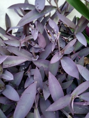 Tradescantia pallida
