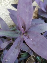 Tradescantia pallida