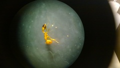 Monomorium pharaonis