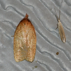 Sparganothis distincta