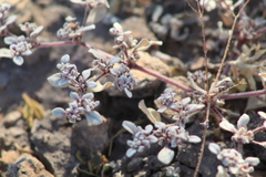Tidestromia suffruticosa