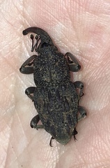 Cactophagus verrucosus