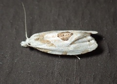 Aethes angustana
