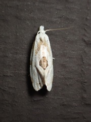 Aethes angustana