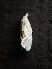 Aethes angustana