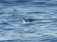 Puffinus lherminieri