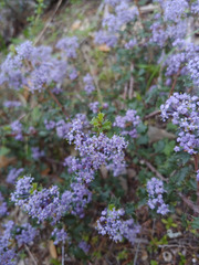 Ceanothus divergens
