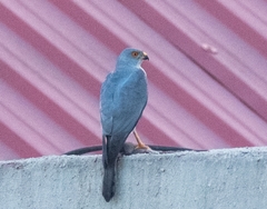 Accipiter badius