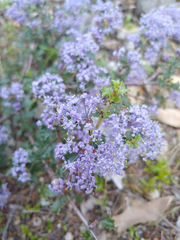 Ceanothus divergens