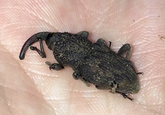 Cactophagus verrucosus