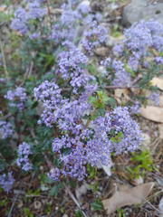 Ceanothus divergens