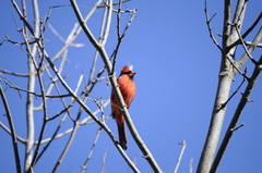 Cardinalis cardinalis
