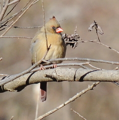 Cardinalis cardinalis