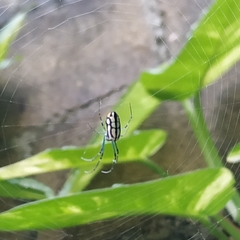Leucauge