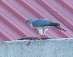 Accipiter badius