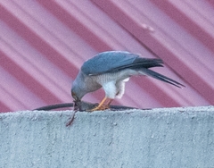 Accipiter badius